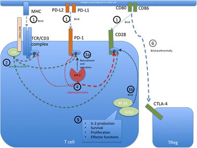 Anti-PD-1 and Anti-CTLA-4 Therapies in Cancer: Mechanisms of Action, Efficacy, and Limitations